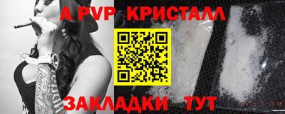 бошки Кингисепп