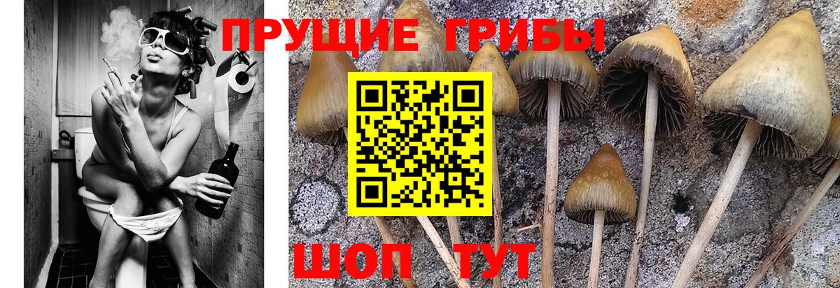 Псилоцибиновые грибы Cubensis  Вход с VPN  Кузнецк 